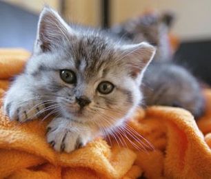 Bringing a New Dog or Cat Home: How to Know You Are Ready