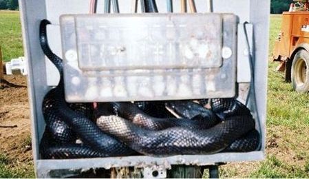 Cable Entry Seals Prevent Rodents, Pests From Damaging Electrical Equipment