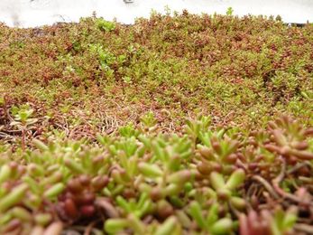 Bus Roots: Green Roofed Bus is a Garden That Goes