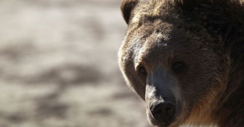 10 Philosophical Bears Thinking Deep Bear Thoughts