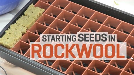 Starting Chile Pepper Seeds in Rockwool for Hydroponics