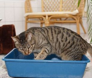 How to Choose the Right Cat Litter