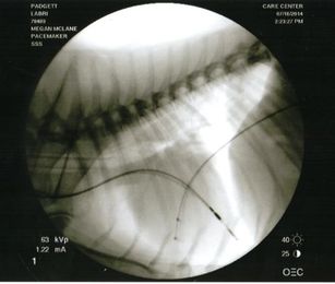 Fluoroscopy…Your Pet in Motion