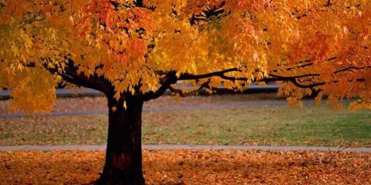It's 'fall' about yard organization