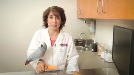 Keeping Birds as Pets: What You Need to Know