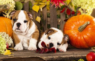 10 Reasons to be Excited for Fall