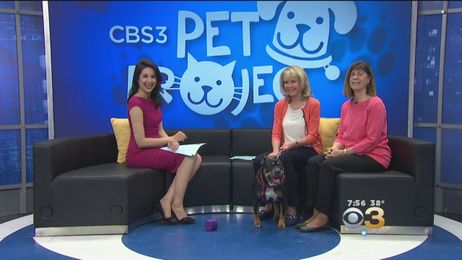 CBS 3 Pet Project: Work Like A Dog