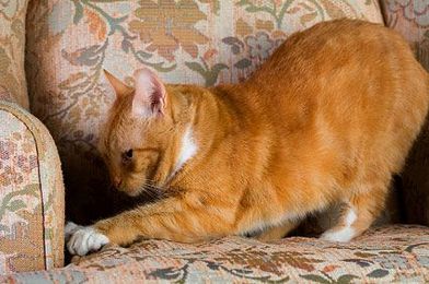 Help! My Cat's Claws Are Ruining My Furniture