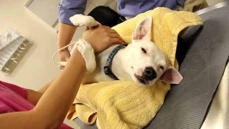 Veterinary Abdominal Ultrasound on Dogs and Cats