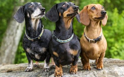The 10 Dog Breeds That Live The Longest