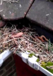 Gutter Guards and Home Improvement Services