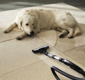 Keep Pet Hair from Collecting in your Carpet!