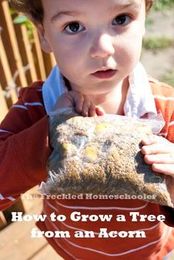 Grow an Oak Tree from an Acorn