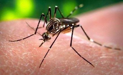 Why Are Mosquitoes So Difficult To Swat? Science Explains
