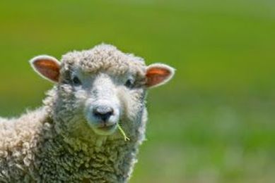 Mattressman Blog: 5 Reasons to Choose Wool Fillings!