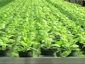 Could Tobacco Help Treat Ebola?