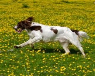 Enriching Your Dog's Life