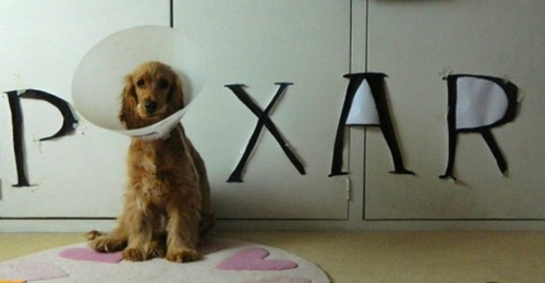 18 People Who Knew Exactly What To Do With Their Dog’s Cone of Shame