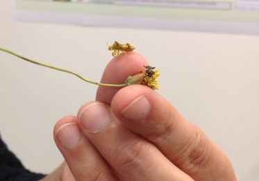 In pursuit of unknown assassin bugs