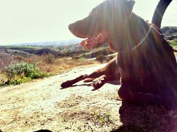 5 Tips for Biking with Your Dog