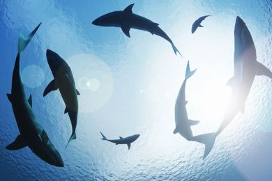 Firms Circle Credit Unions in Growing Core Space