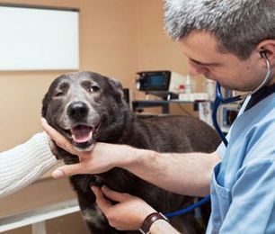 Get the Most Out of Your Vet Visit: 5 Hard Questions You Should Ask