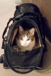 Traveling Cats: Keeping them Safe in the Car