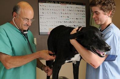 What is a Veterinary Technician?