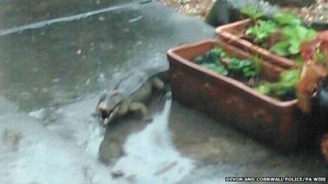 'Escaped croc' was inflatable toy