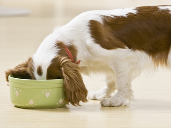 What's Really in Your Pet's Food? New Study Raises Concerns.