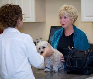 10 Questions Veterinarians Really Wish Pet Owners Would Ask