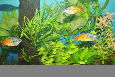 High-Tech versus Low-Tech Planted Aquariums