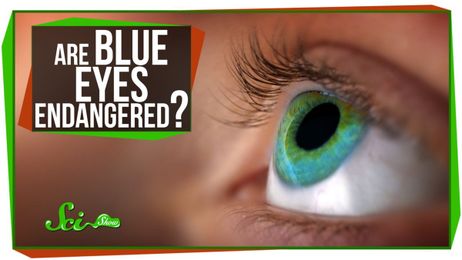 Are Blue Eyes Endangered?