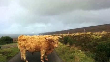 This Scottish Road Block Is Different Than Any You've Ever Encountered