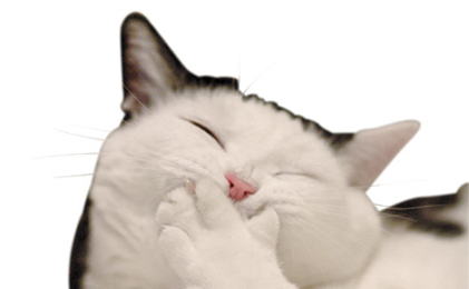 15 things you'd never say in veterinary practice