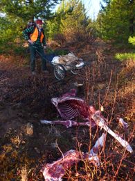 How to de-bone deer meat in 8 minutes