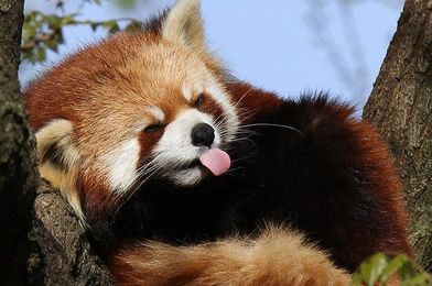 17 Reasons Red Pandas Are Earth-Shatteringly Cute