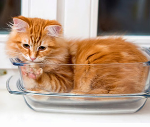 Living With Cats: Our Top Cat Behavior, Training and Lifestyle Stories