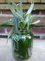 Making Willow Water: Rooting Plants In Willow Water