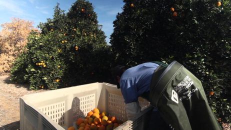 Tips for Citrus Industry Workers