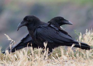 Powerful Ravens Sabotage Others' Relationships
