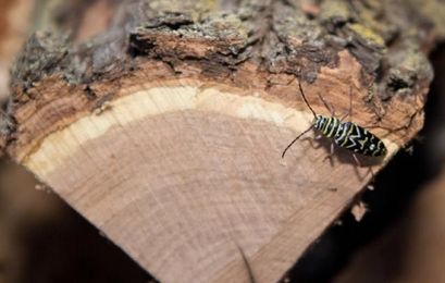 Keep Bugs Out of Your Firewood and Your Home