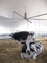 Will Your Agricultural Workplace Benefit from HVLS Fans?