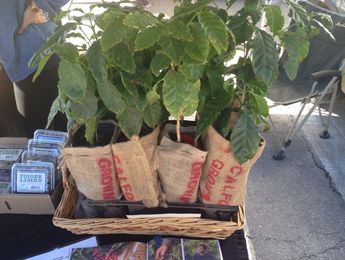 Santa Monica Farmers’ Market Report: Yes, You Can Grow Your Own Coffee Beans