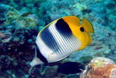 CAUTION! 10 popular animals that may not be reef safe
