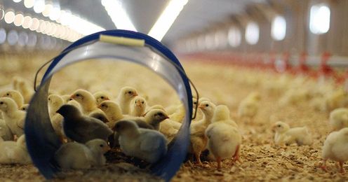 Chicken farm uses oregano oil instead of antibiotics