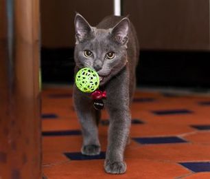 Cat Exercise: Can Your Favorite Feline Help You Get in Shape? 