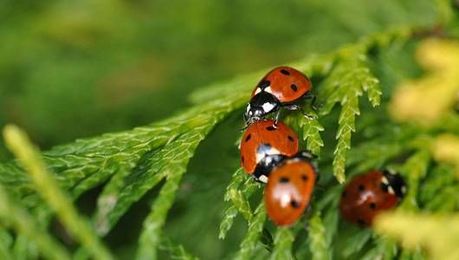 Good bug, bad bug: How can you tell the difference?