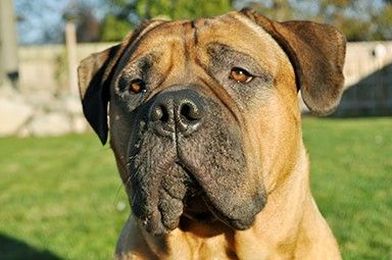 Reverse Sneezing in Dogs