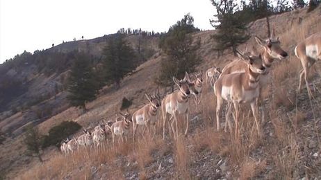 Wyoming’s Incredible Animal Migrations Revealed as Never Before